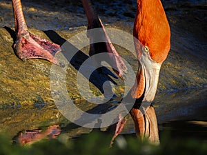 Caribbean Flamingo Drinking