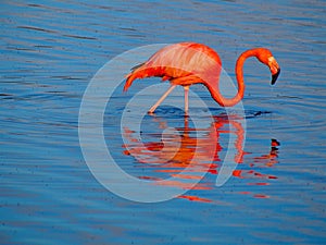 Caribbean Flamingo feeding on the Gotomeer, Bonaire, Dutch Antilles.