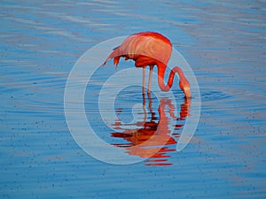 Caribbean Flamingo feeding on the Gotomeer, Bonaire, Dutch Antilles.