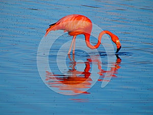 Caribbean Flamingo feeding on the Gotomeer, Bonaire, Dutch Antilles.