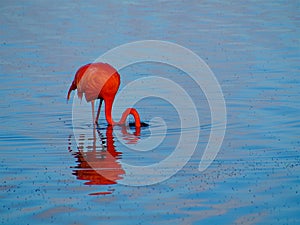 Caribbean Flamingo feeding on the Gotomeer, Bonaire, Dutch Antilles.