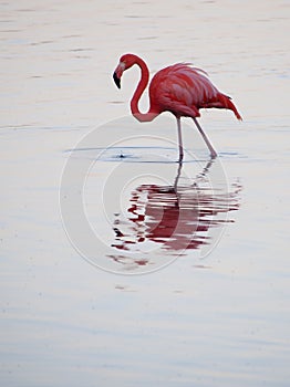 Caribbean Flamingo feeding on the Gotomeer, Bonaire, Dutch Antilles.