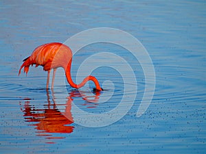 Caribbean Flamingo feeding on the Gotomeer, Bonaire, Dutch Antilles.