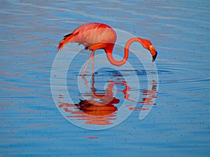 Caribbean Flamingo feeding on the Gotomeer, Bonaire, Dutch Antilles.