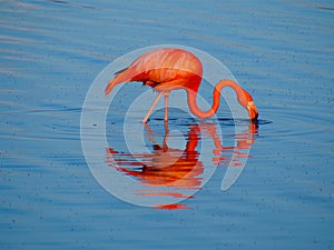 Caribbean Flamingo feeding on the Gotomeer, Bonaire, Dutch Antilles.