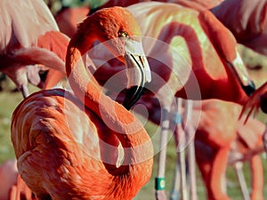 Caribbean Flamingo in Flock