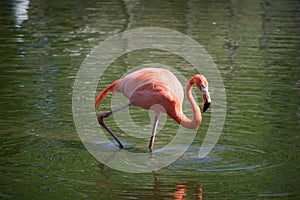 Caribbean flamingo in Lancashire Zoo