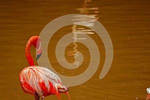 Caribbean flamingo looking