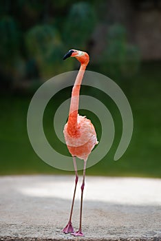 Caribbean flamingo in open enclosure making eye contact red pink