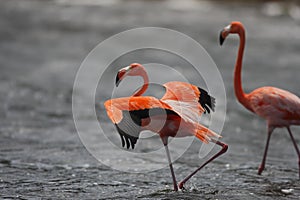 Caribbean Flamingo (Phoenicopterus ruber)