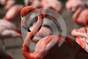 Caribbean flamingo (Phoenicopterus ruber)
