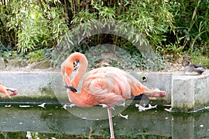Caribbean flamingo or Phoenicopterus ruber