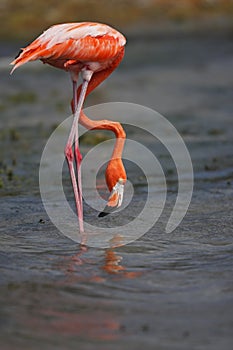 Caribbean Flamingo (Phoenicopterus ruber)