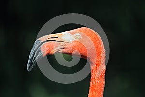 Caribbean flamingo (Phoenicopterus ruber ruber)