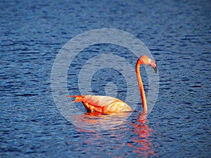 Caribbean Flamingo swimming on the Gotomeer, Bonaire, Dutch Antilles.