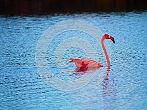 Caribbean Flamingo swimming on the Gotomeer, Bonaire, Dutch Antilles.