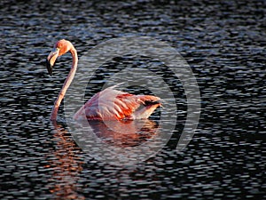 Caribbean Flamingo swimming on the Gotomeer, Bonaire, Dutch Antilles.