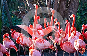 Caribbean flamingos aka American flamingos