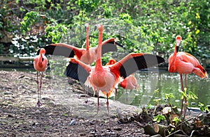 Caribbean flamingos aka American flamingos