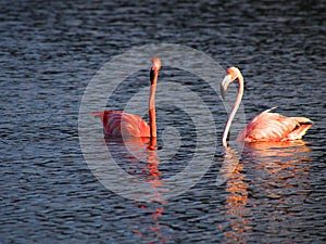 Caribbean Flamingos court on the Gotomeer, Bonaire, Dutch Antilles.