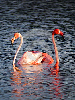 Caribbean Flamingos court on the Gotomeer, Bonaire, Dutch Antilles.