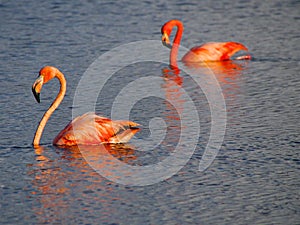 Caribbean Flamingos court on the Gotomeer, Bonaire, Dutch Antilles.