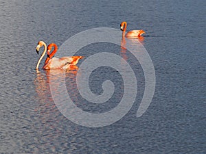 Caribbean Flamingos court on the Gotomeer, Bonaire, Dutch Antilles.