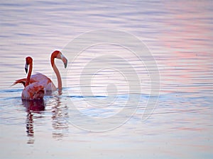 Caribbean Flamingos court on the Gotomeer, Bonaire, Dutch Antilles.