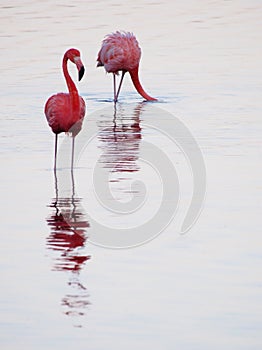 Caribbean Flamingos feeding on the Gotomeer, Bonaire, Dutch Antilles.