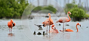 Caribbean flamingos ( Phoenicopterus ruber )