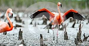 Caribbean flamingos Phoenicopterus ruber ruber.