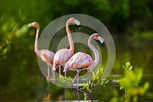 Caribbean flamingos ( Phoenicopterus ruber ruber )