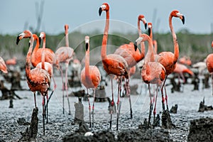 Caribbean flamingos Phoenicopterus ruber ruber on the nests