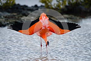 Caribbean flamingos standing in the lagoon. The Galapagos Islands. Birds. Ecuador.