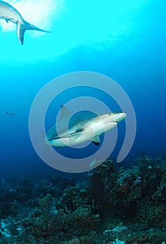 Caribbean gray reef shark
