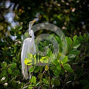 Caribbean Great White Heron