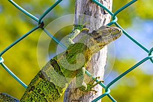 Caribbean green lizard on the fence Playa del Carmen Mexico