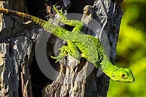 Caribbean green lizard hanging and climbing on tree trunk Mexico