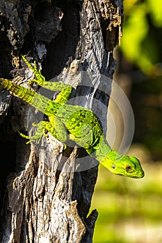 Caribbean green lizard hanging and climbing on tree trunk Mexico