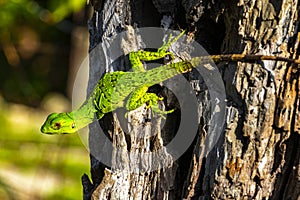 Caribbean green lizard hanging and climbing on tree trunk Mexico