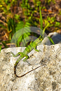 Caribbean green lizard on rock stone Playa del Carmen Mexico