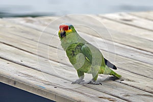Caribbean, Guatemala: green parrot. Orange-fronted parakeet