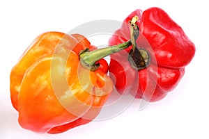 Caribbean habanero hot chili pepper isolated photo