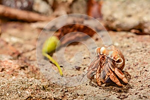 Caribbean Hermit Crab