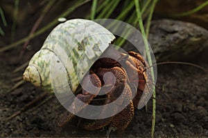 Caribbean hermit crab Coenobita clypeatus