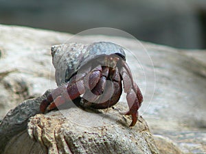 Caribbean Hermit Crab Coenobita clypeatus