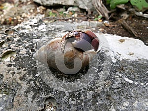Caribbean hermit crab on a rock, guadeloupe, Coenibita clypeatus in a snail shell