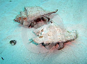 Caribbean Hermit Crabs Traverse the Ocean Floor photo
