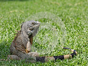 Caribbean iguana, endangered species