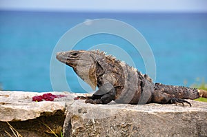 Caribbean Iguana, Mexico